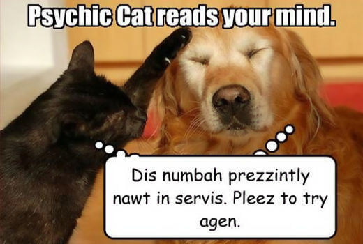 psychic lottery cat